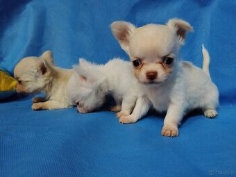 Chihuahua szczeniaczki sliczne