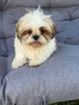Szczeniaki Shih tzu