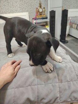 Szczeniak Amstaff