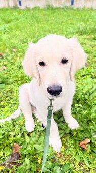 Sprzedam szczeniaka golden retrievera (3,5 miesiąca)