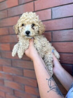 Poochon
