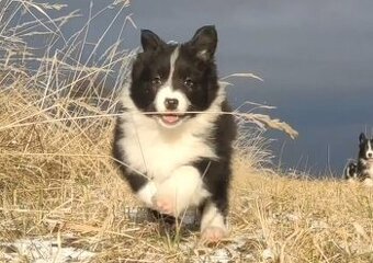 Rasowa Suczka BORDER COLLIE z Hodowli - Szczenię z pełną dok