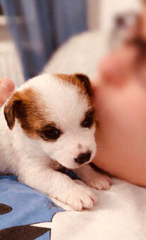 Jack Russell terrier - szczenięta z metrykami ZKwP