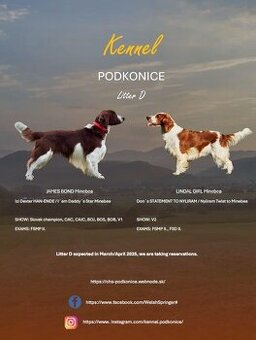 Welsh Springer Spaniel - šteniatka