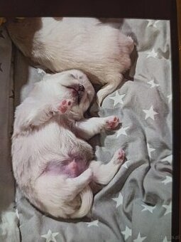 Chihuahua z rodowodem FCI.