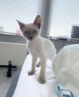 Uroczy kociak do adopcji