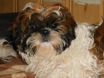 Szczeniaki shih tzu