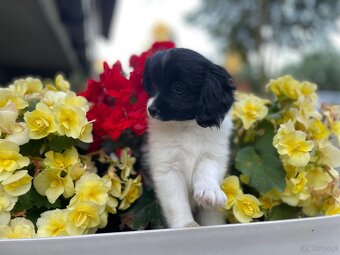 Spaniel kontynentalny miniaturowy, phalene, nie papillon FCI