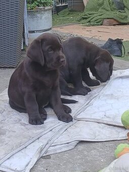 Labrador retriever