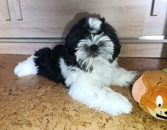Shih-tzu z PP ostatni szczeniak (shih tzu, shitzu, si-tzu)