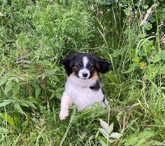 Spaniel kontynentalny miniaturowy, phalene, nie papillon FCI