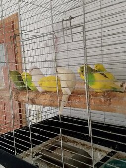 Młodziutkie papugi faliste