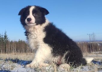 BORDER COLLIE - piękna suka z Hodowli - Szczenię z pełną dok