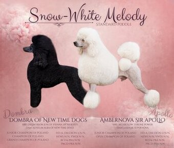 Pudel królewski szczenięta FCI ZKWP