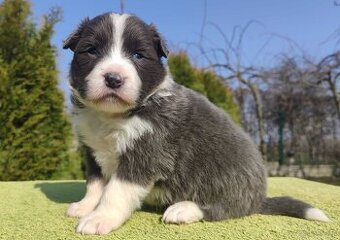Rasowy Pies Border Collie maści BLUE - Szczeniak WILCZEK z p