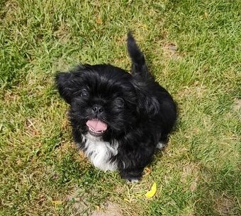 Piesek shih-tzu