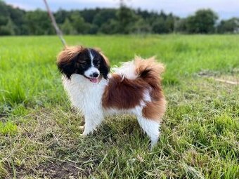 Spaniel kontynentalny miniaturowy, phalene, nie papillon FCI