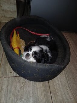 Pieski shih tzu