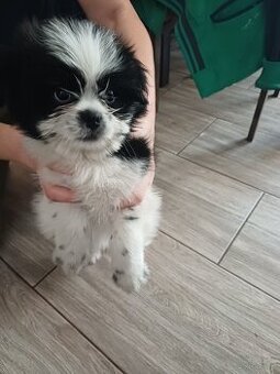 Pieski shih tzu