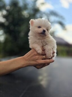 Szpic miniaturowy pomerania