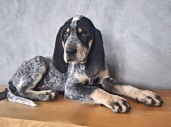 MAŁY GOŃCZY GASKOŃSKI FCI