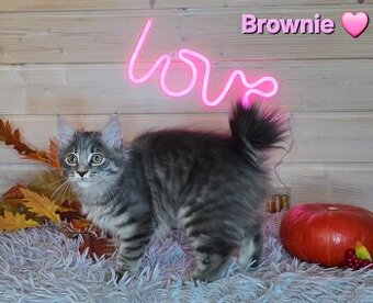 Kocięta bez ogonów Kurylski Bobtail