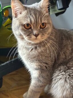 Sprzedam piękną brytyjską kotkę krótkowłosą 🐱