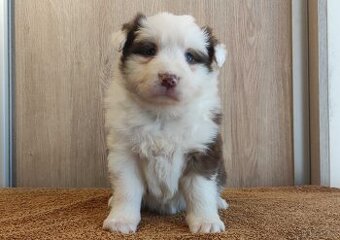 Rasowa suczka Border Collie z pełną dok. przebadani rodzice