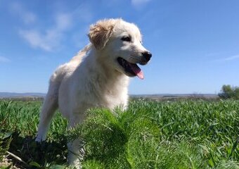 Rasowa suczka XJA ee-red Border Collie z pełną dok. przebada