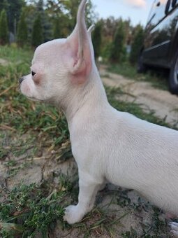 Sprzedam pieska chihuahua
