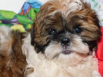Piesek shih tzu