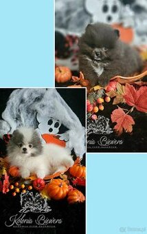 Szpic Miniaturowy/Pomeranian dla Konsenera Blue&white