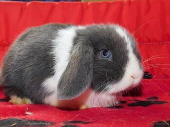 Cudowne baranki mini lop niebieskie