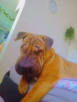 1,5 roczna sunia Nela