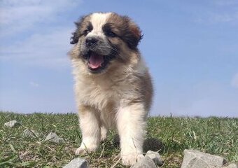 Piękny Pies Border Collie - XANDO z pełną dok. z hodowli do