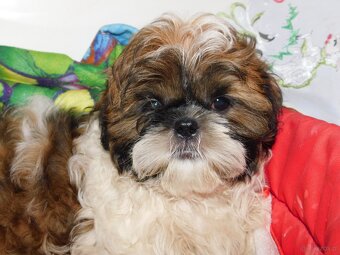 Shih tzu piesek Niko