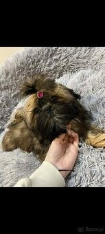 Suczka Shih Tzu