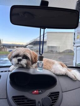 Shih Tzu