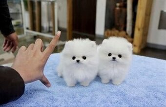 Šteniatka pomeraniana na predaj.