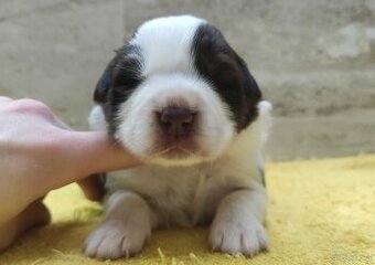Rasowy pies Border Collie z pełną dok. przebadani rodzice