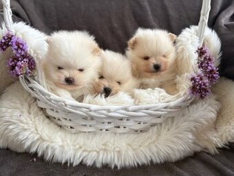 SZPIC MINIATUROWY POMERANIAN PIĘKNE SUNIE I PIESKI
