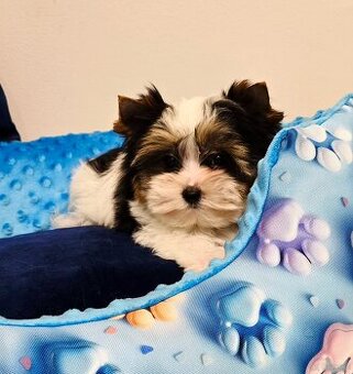 Biewer Yorkshire Terrier cudowny piesek