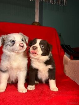 Border collie PsiPatrol.PL Canis e Catus