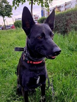 Oddam pieska w dobre ręce