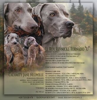 szczeniaka ogara rasy weimaraner gładkowłosy
