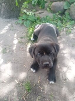 Amstaff