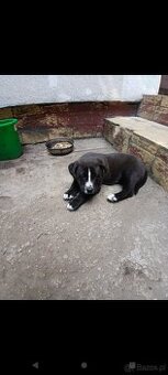 Amstaff