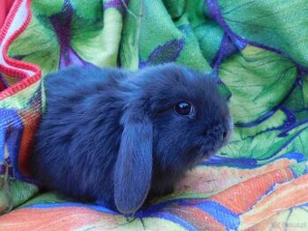 Piękne baranki mini lop