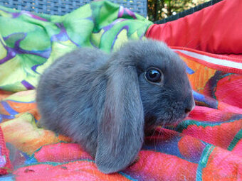 Piękne baranki mini lop