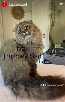 Szkocki Zwisłouchy- Ivo